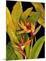 Dramatic Bird of Paradise-Tim O'toole-Mounted Art Print