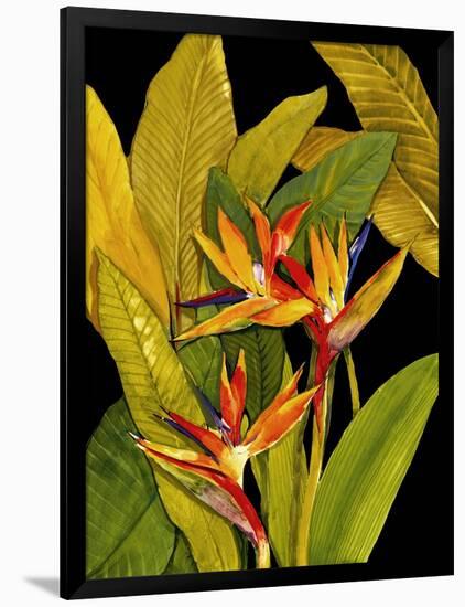 Dramatic Bird of Paradise-Tim O'toole-Framed Art Print