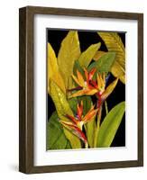 Dramatic Bird of Paradise-Tim O'toole-Framed Art Print