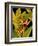 Dramatic Bird of Paradise-Tim O'toole-Framed Art Print