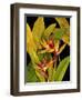 Dramatic Bird of Paradise-Tim O'toole-Framed Art Print