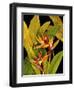 Dramatic Bird of Paradise-Tim O'toole-Framed Art Print