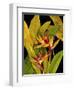 Dramatic Bird of Paradise-Tim O'toole-Framed Art Print