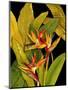 Dramatic Bird of Paradise-Tim O'toole-Mounted Art Print