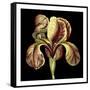 Dramatic Blooms VI-Vision Studio-Framed Stretched Canvas