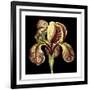 Dramatic Blooms VI-Vision Studio-Framed Art Print