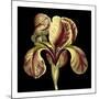 Dramatic Blooms VI-Vision Studio-Mounted Art Print