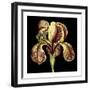 Dramatic Blooms VI-Vision Studio-Framed Art Print