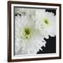 Dramatic Chrysanthemum 1-Susannah Tucker-Framed Art Print