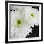 Dramatic Chrysanthemum 1-Susannah Tucker-Framed Art Print