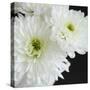 Dramatic Chrysanthemum 1-Susannah Tucker-Stretched Canvas