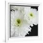 Dramatic Chrysanthemum 1-Susannah Tucker-Framed Art Print