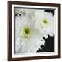 Dramatic Chrysanthemum 1-Susannah Tucker-Framed Art Print