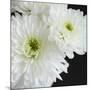 Dramatic Chrysanthemum 1-Susannah Tucker-Mounted Art Print