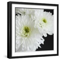 Dramatic Chrysanthemum 1-Susannah Tucker-Framed Art Print