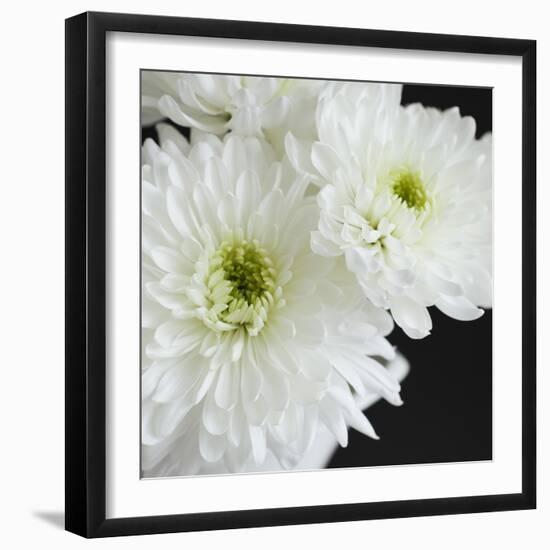 Dramatic Chrysanthemum 1-Susannah Tucker-Framed Art Print