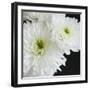 Dramatic Chrysanthemum 1-Susannah Tucker-Framed Art Print