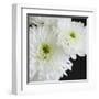 Dramatic Chrysanthemum 1-Susannah Tucker-Framed Art Print