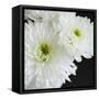 Dramatic Chrysanthemum 1-Susannah Tucker-Framed Stretched Canvas