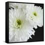 Dramatic Chrysanthemum 1-Susannah Tucker-Framed Stretched Canvas