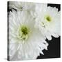 Dramatic Chrysanthemum 1-Susannah Tucker-Stretched Canvas