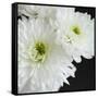 Dramatic Chrysanthemum 1-Susannah Tucker-Framed Stretched Canvas