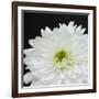 Dramatic Chrysanthemum 2-Susannah Tucker-Framed Art Print
