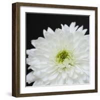 Dramatic Chrysanthemum 2-Susannah Tucker-Framed Art Print