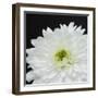 Dramatic Chrysanthemum 2-Susannah Tucker-Framed Art Print