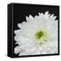 Dramatic Chrysanthemum 2-Susannah Tucker-Framed Stretched Canvas