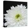 Dramatic Chrysanthemum 2-Susannah Tucker-Stretched Canvas