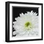 Dramatic Chrysanthemum 2-Susannah Tucker-Framed Art Print