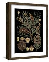 Dramatic Conifers II-Vision Studio-Framed Art Print