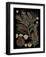 Dramatic Conifers II-Vision Studio-Framed Art Print