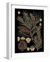 Dramatic Conifers II-Vision Studio-Framed Art Print