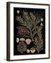 Dramatic Conifers II-Vision Studio-Framed Art Print