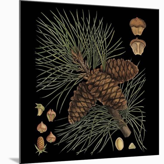 Dramatic Conifers V-Vision Studio-Mounted Art Print