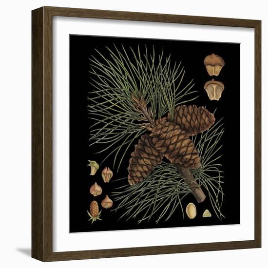 Dramatic Conifers V-Vision Studio-Framed Art Print