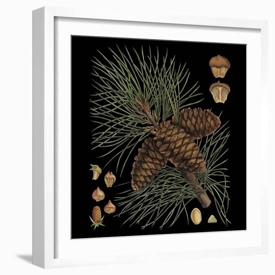 Dramatic Conifers V-Vision Studio-Framed Art Print