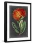 Dramatic Floral II-Curtis-Framed Art Print