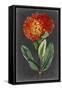 Dramatic Floral II-Curtis-Framed Stretched Canvas