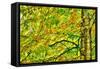 Dramatic Hdr Of Yellow Birch During Fall-Mirage3-Framed Stretched Canvas