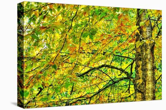 Dramatic Hdr Of Yellow Birch During Fall-Mirage3-Stretched Canvas