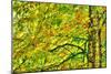 Dramatic Hdr Of Yellow Birch During Fall-Mirage3-Mounted Art Print