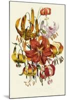 Dramatic Lilies-null-Mounted Giclee Print