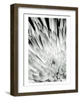 Dramatic Mum II-Renee W. Stramel-Framed Art Print