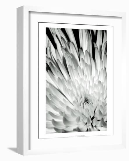 Dramatic Mum II-Renee W. Stramel-Framed Art Print