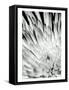 Dramatic Mum II-Renee W. Stramel-Framed Stretched Canvas