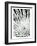 Dramatic Mum II-Renee W. Stramel-Framed Art Print