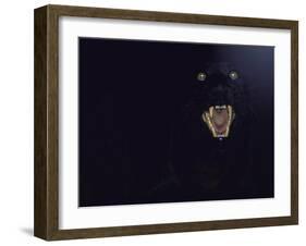 Dramatic of Black Panther, Camouflaged by Darkness, with Eyes and Open Mouth Visible-John Dominis-Framed Photographic Print